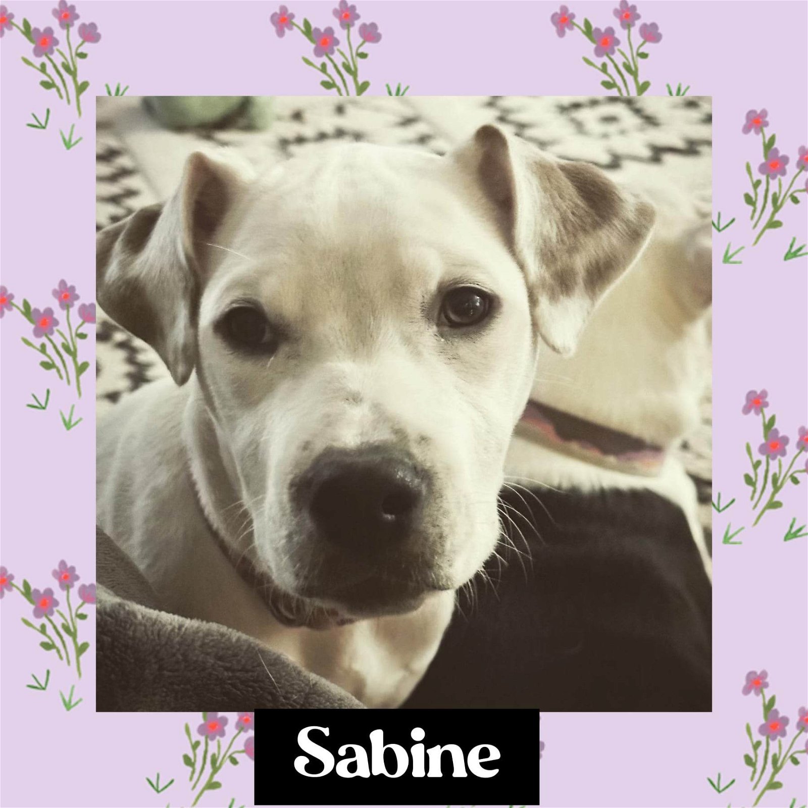 adoptable Dog in Littleton, CO named Sabine
