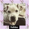 adoptable Dog in littleton, CO named Sabine