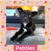 adoptable Dog in littleton, CO named Pebbles