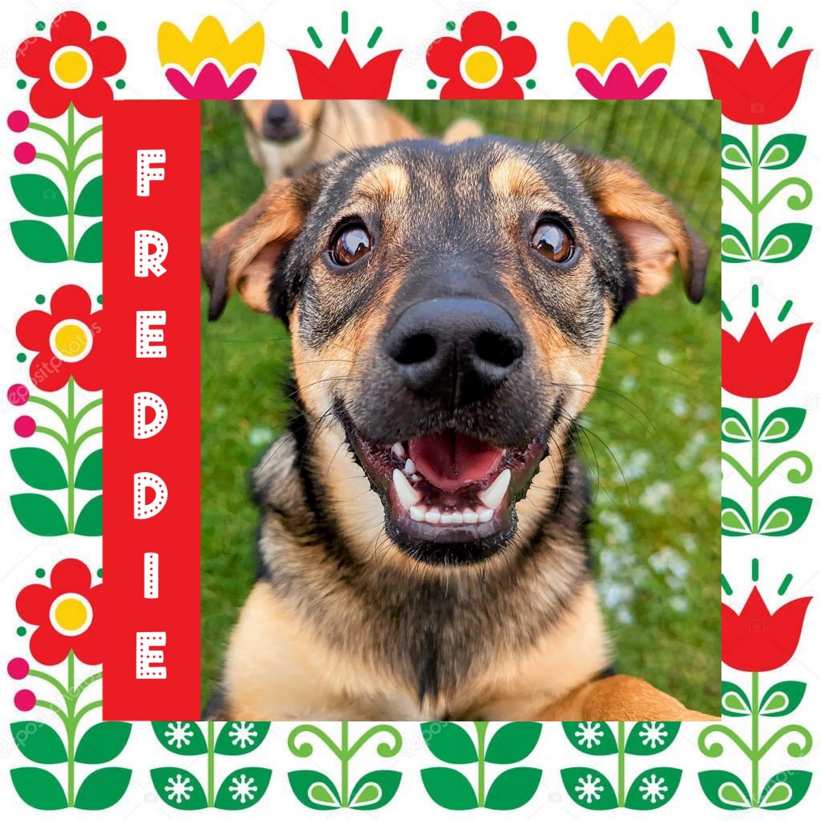 adoptable Dog in Littleton, CO named Freddie