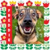 adoptable Dog in littleton, co, CO named Freddie