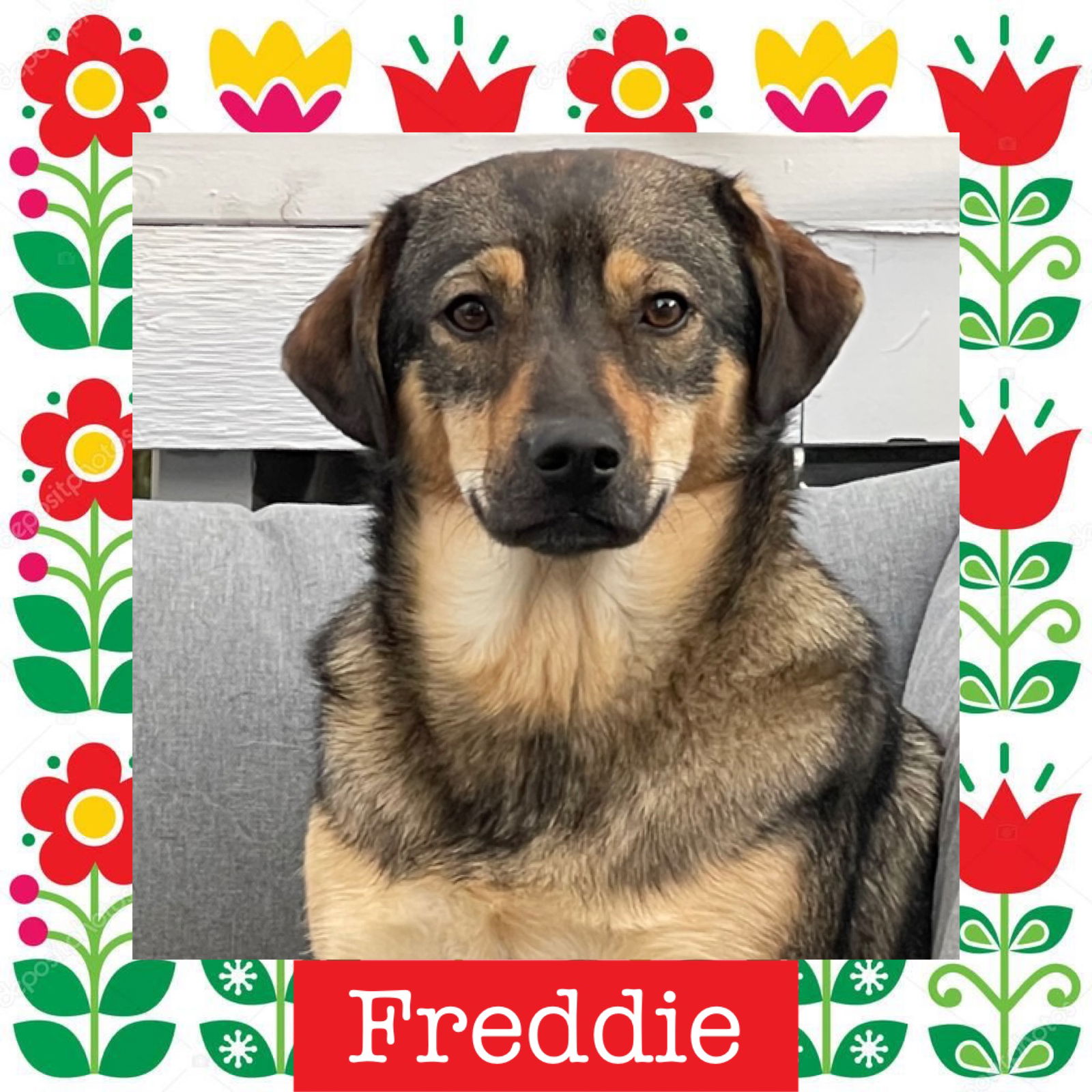 adoptable Dog in Littleton, CO named Freddie