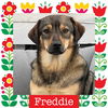 adoptable Dog in Littleton, CO named Freddie