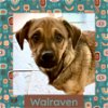 adoptable Dog in  named Walraven