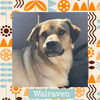 adoptable Dog in Littleton, CO named Wally