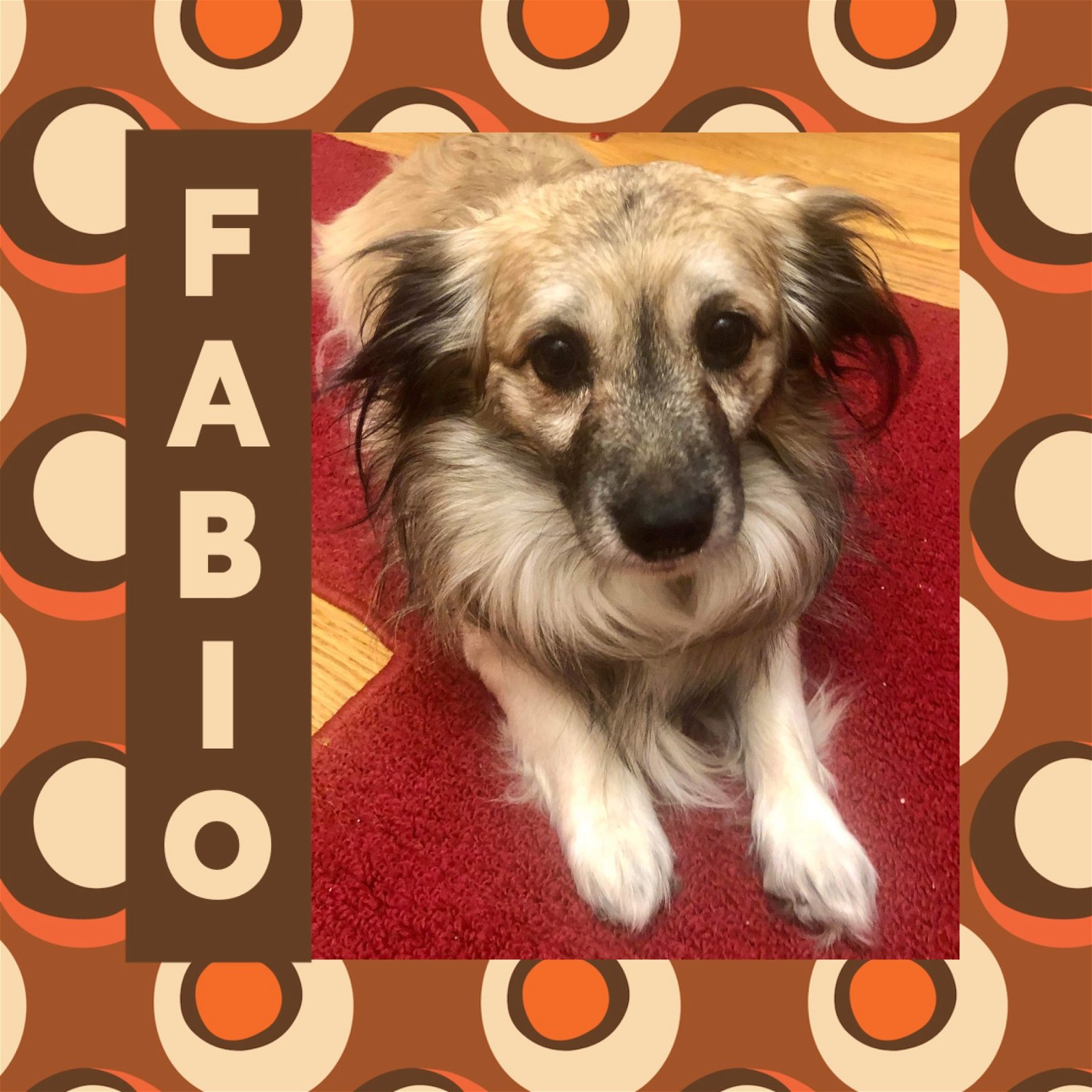 adoptable Dog in Littleton, CO named Fabio