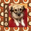 adoptable Dog in  named Fabio