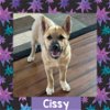 adoptable Dog in littleton, CO named Cissy