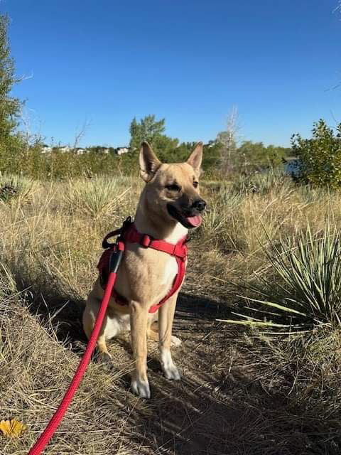 adoptable Dog in Littleton, CO named Cissy