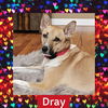 adoptable Dog in Littleton, CO named Dray
