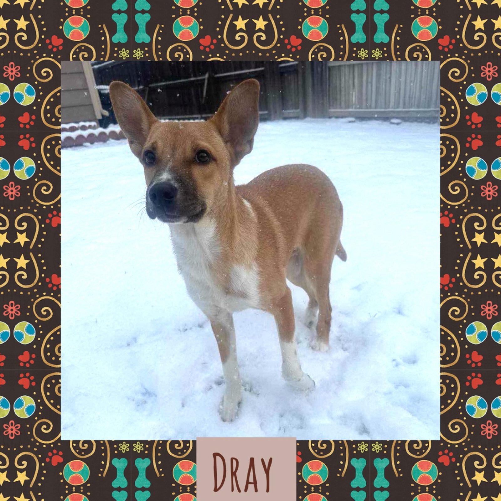 adoptable Dog in Littleton, CO named Dray