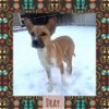 adoptable Dog in  named Dray