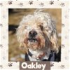 adoptable Dog in , CO named Oakley