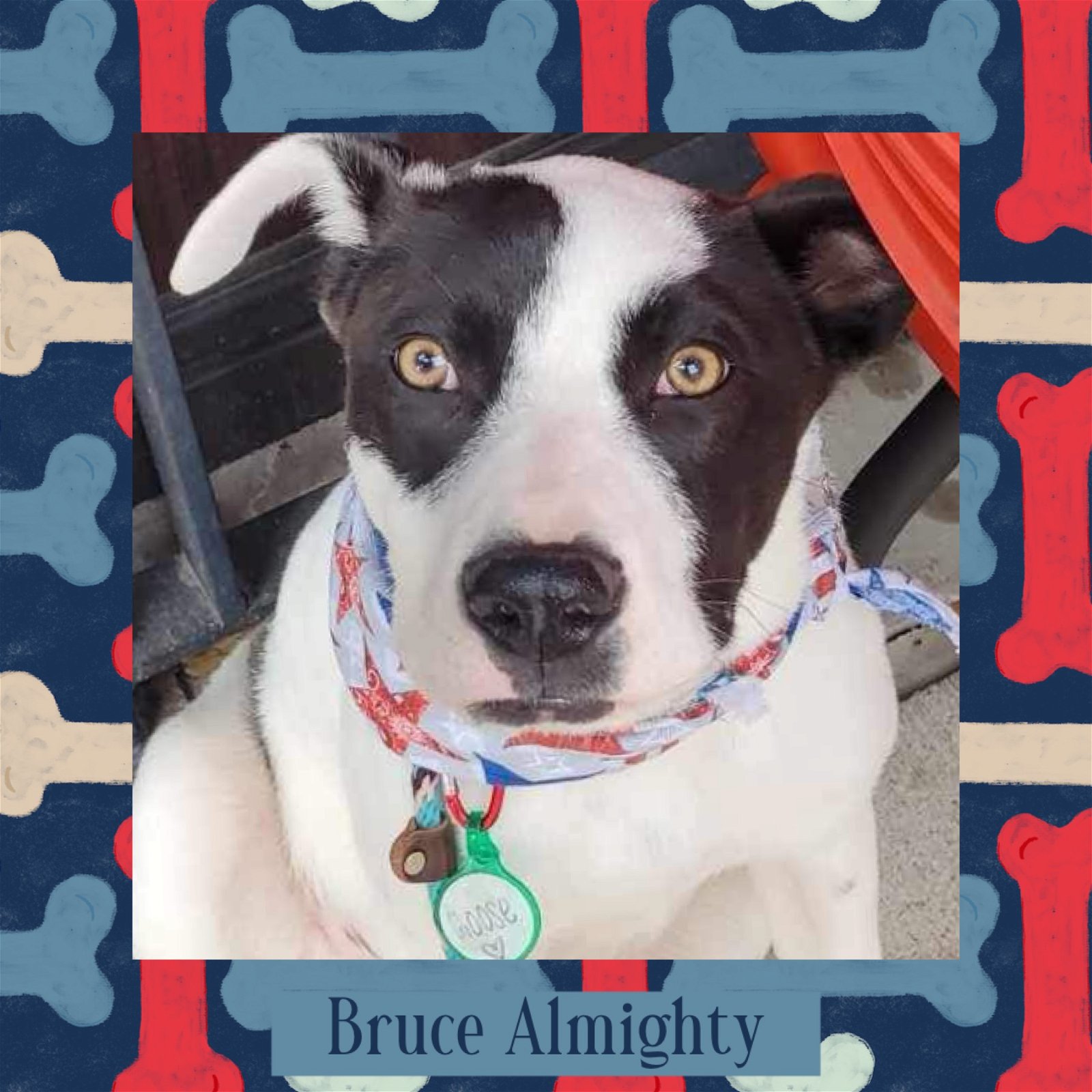 adoptable Dog in Littleton, CO named Bruce Almighty