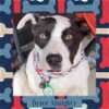 adoptable Dog in littleton, CO named Bruce Almighty