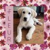 adoptable Dog in littleton, co, CO named Fleur