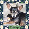adoptable Dog in littleton, co, CO named Daisy
