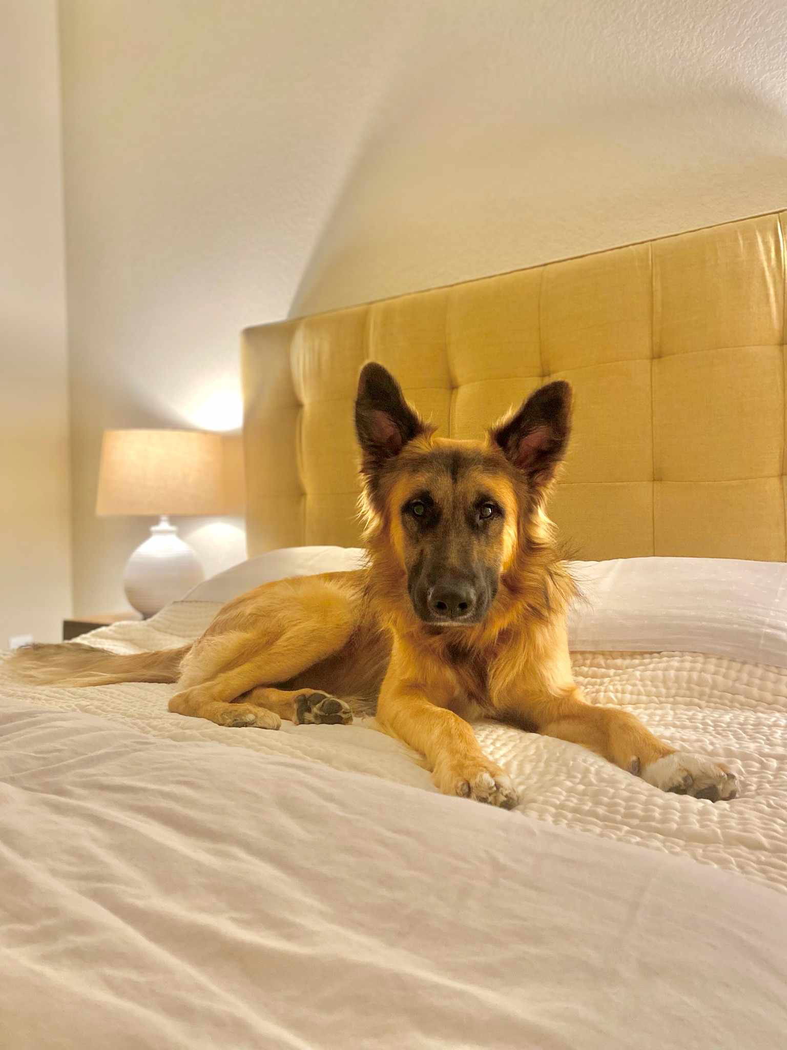 Dog for Adoption Timber, a German Shepherd Dog in Colorado Springs