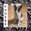 adoptable Dog in littleton, CO named Phoebe