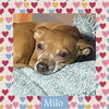 adoptable Dog in  named Milo