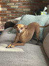 Milo - Photo 2