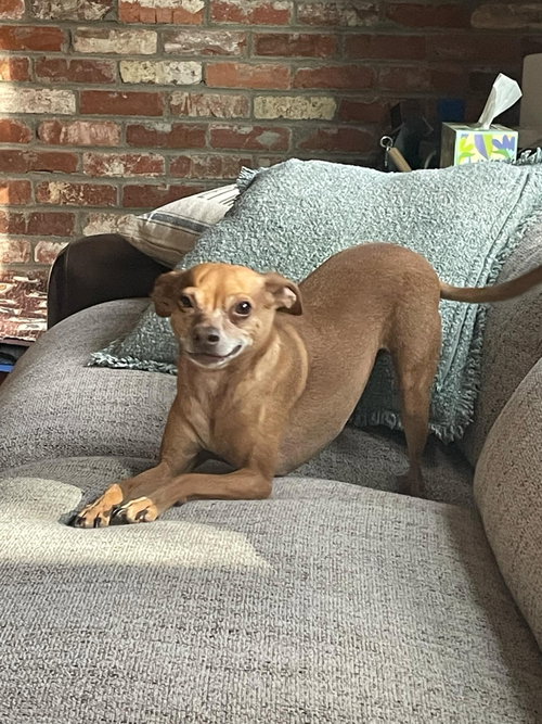 MILO - Chihuahua available for adoption