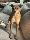 Milo - Photo 3