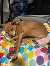Milo - Photo 4