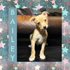 adoptable Dog in  named Bailey