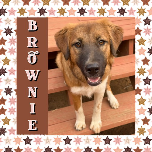 Brownie