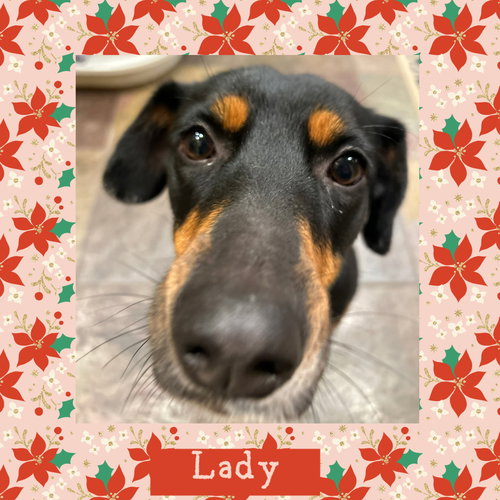 LADY - Australian Kelpie / Coonhound available for adoption