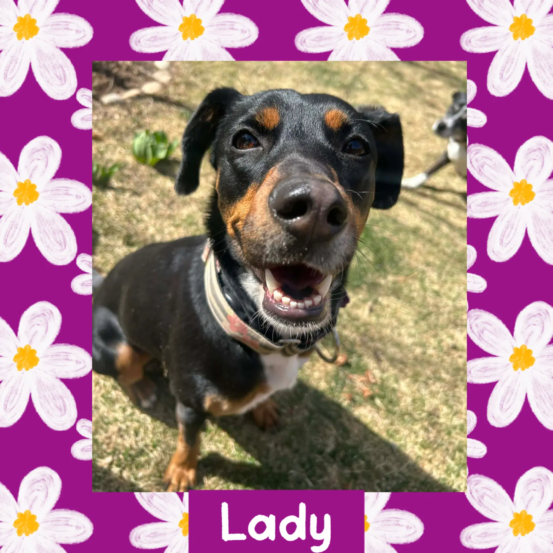 Lady - Coonhound