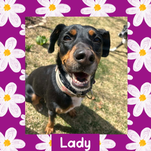 Lady, an adoptable Australian Kelpie in Littleton, CO