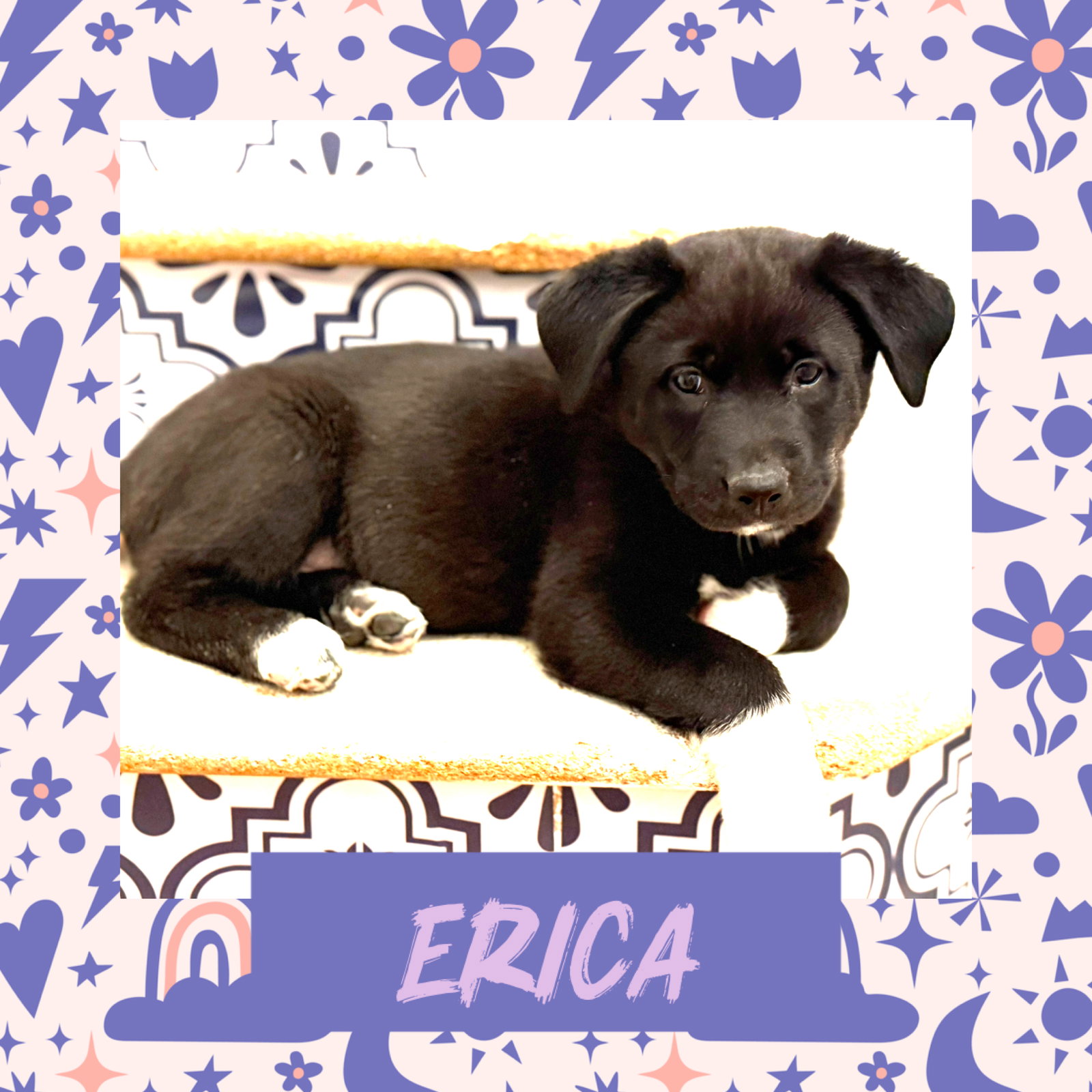 Erica