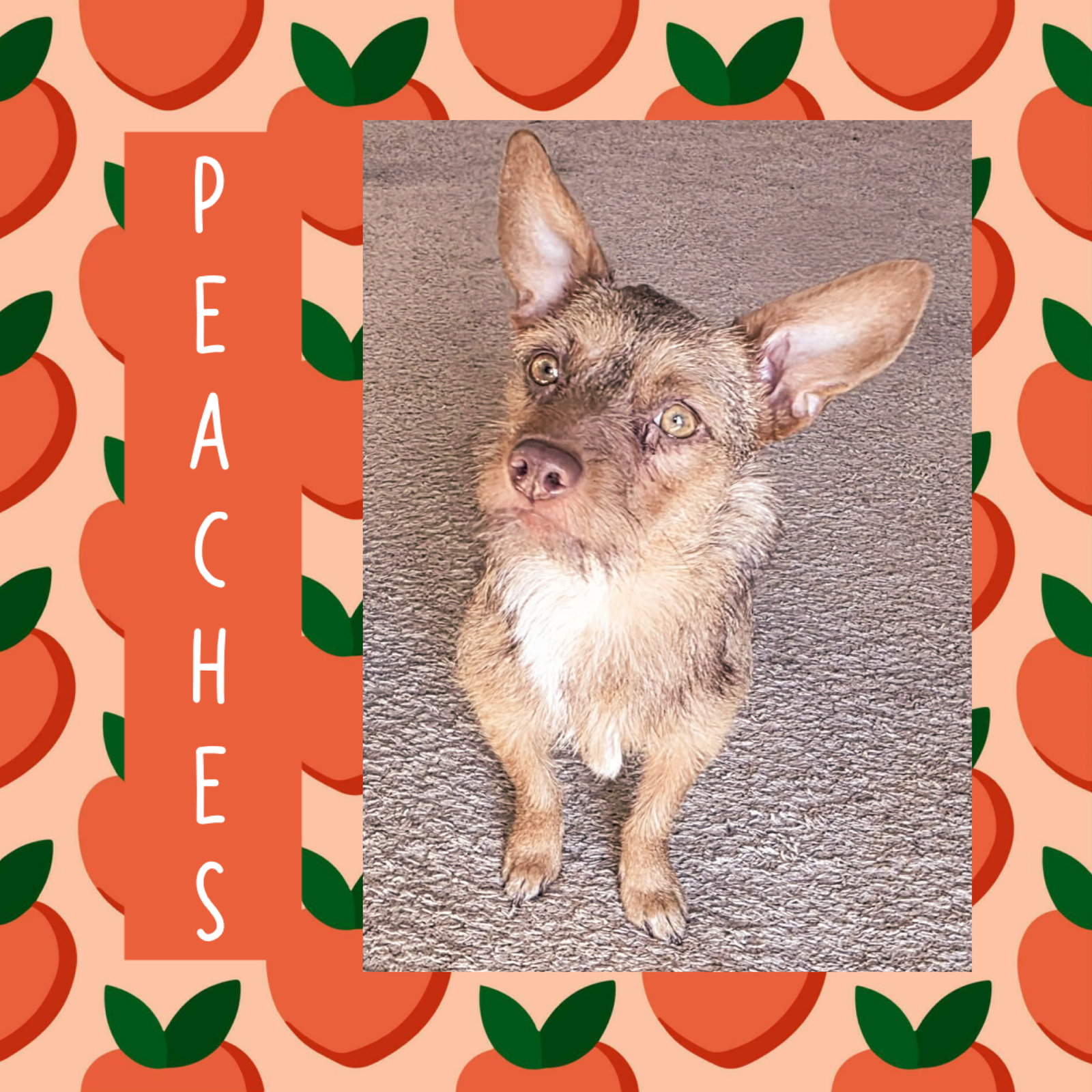 Peaches Image