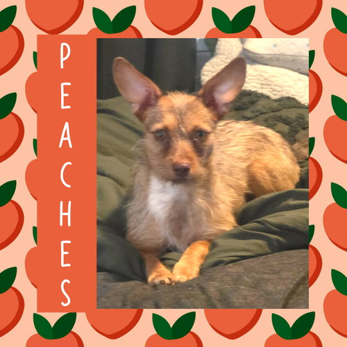 Peaches, an adoptable Terrier in Littleton, CO
