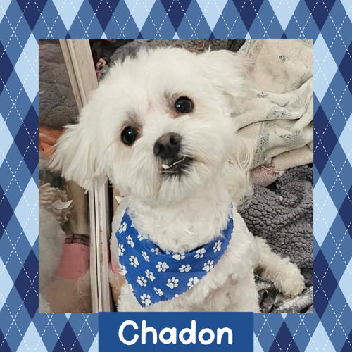 Chadon, an adoptable Bichon Frise in Littleton, CO