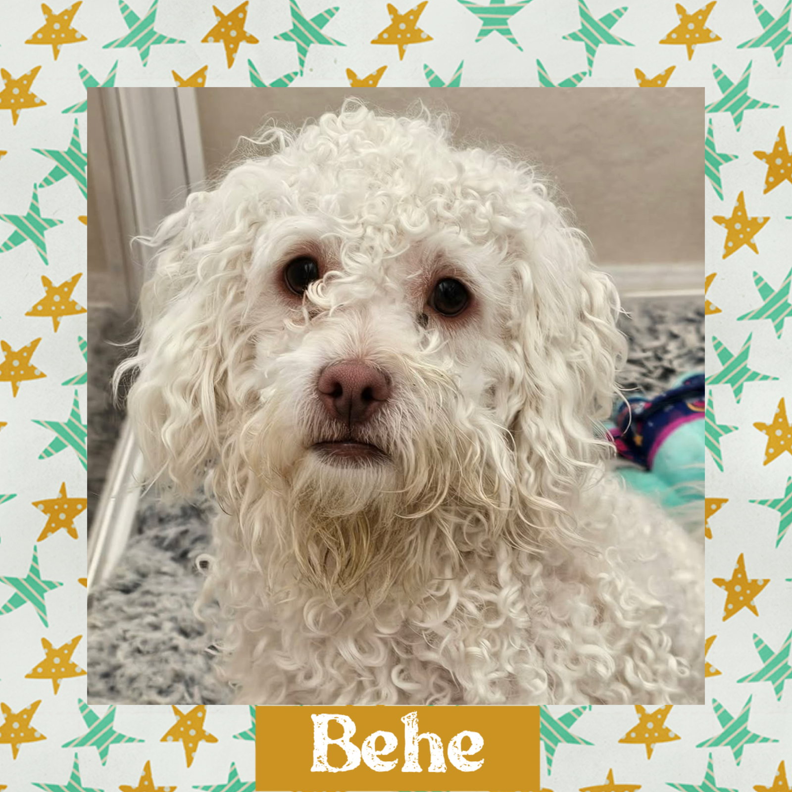 Behe