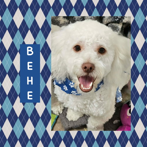 Behe, an adoptable Bichon Frise in Littleton, CO