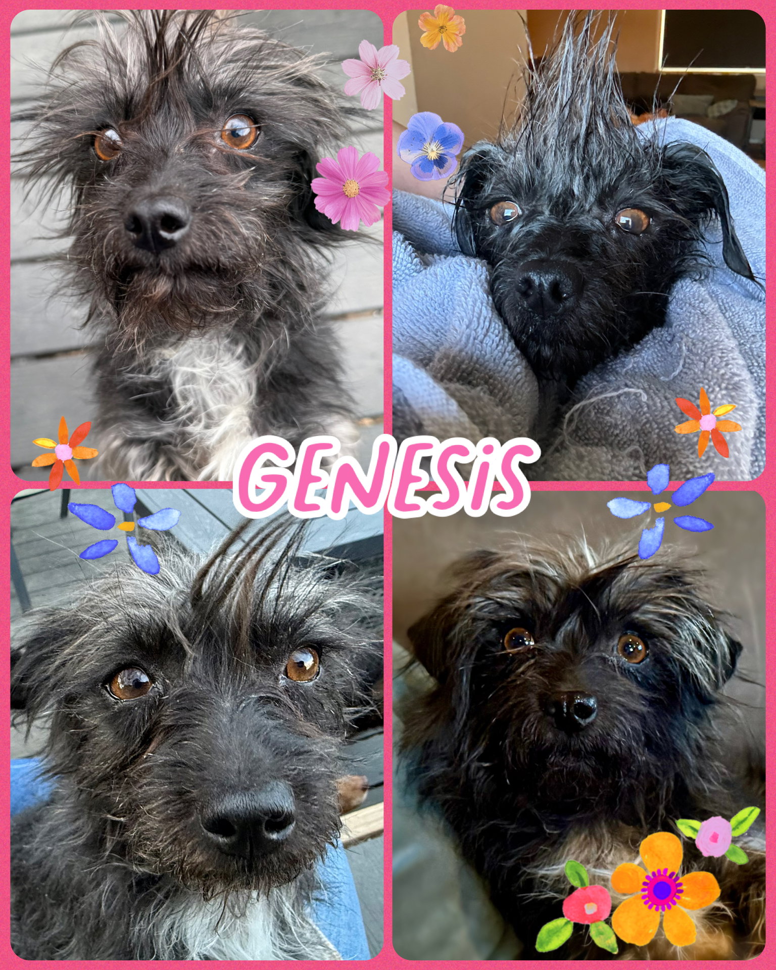 Genesis