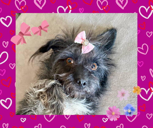 Genesis, an adoptable Terrier in Littleton, CO