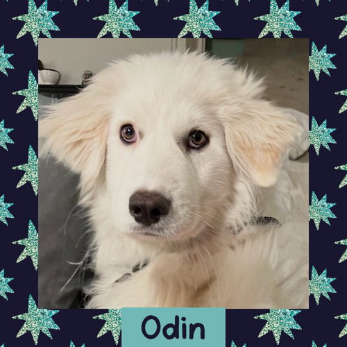 Odin, an adoptable Great Pyrenees in Littleton, CO