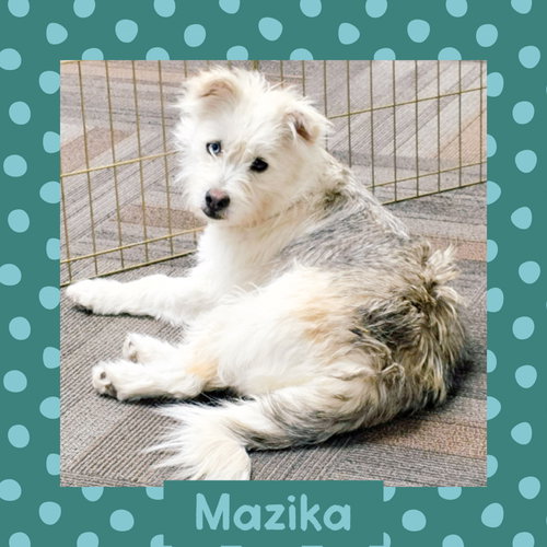 Mazika, an adoptable Terrier in Littleton, CO