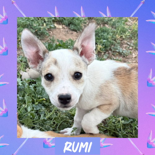 Rumi