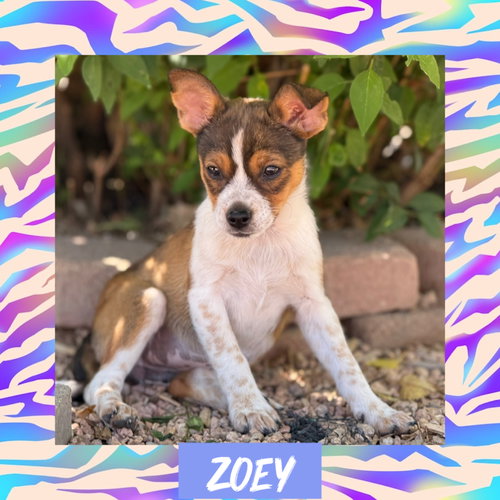 Zoey