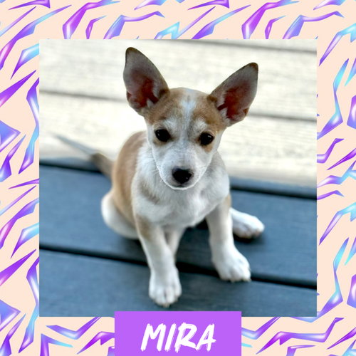 Mira