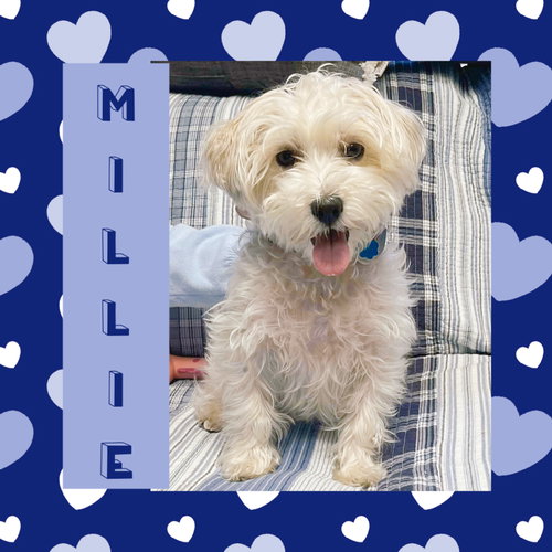 Millie