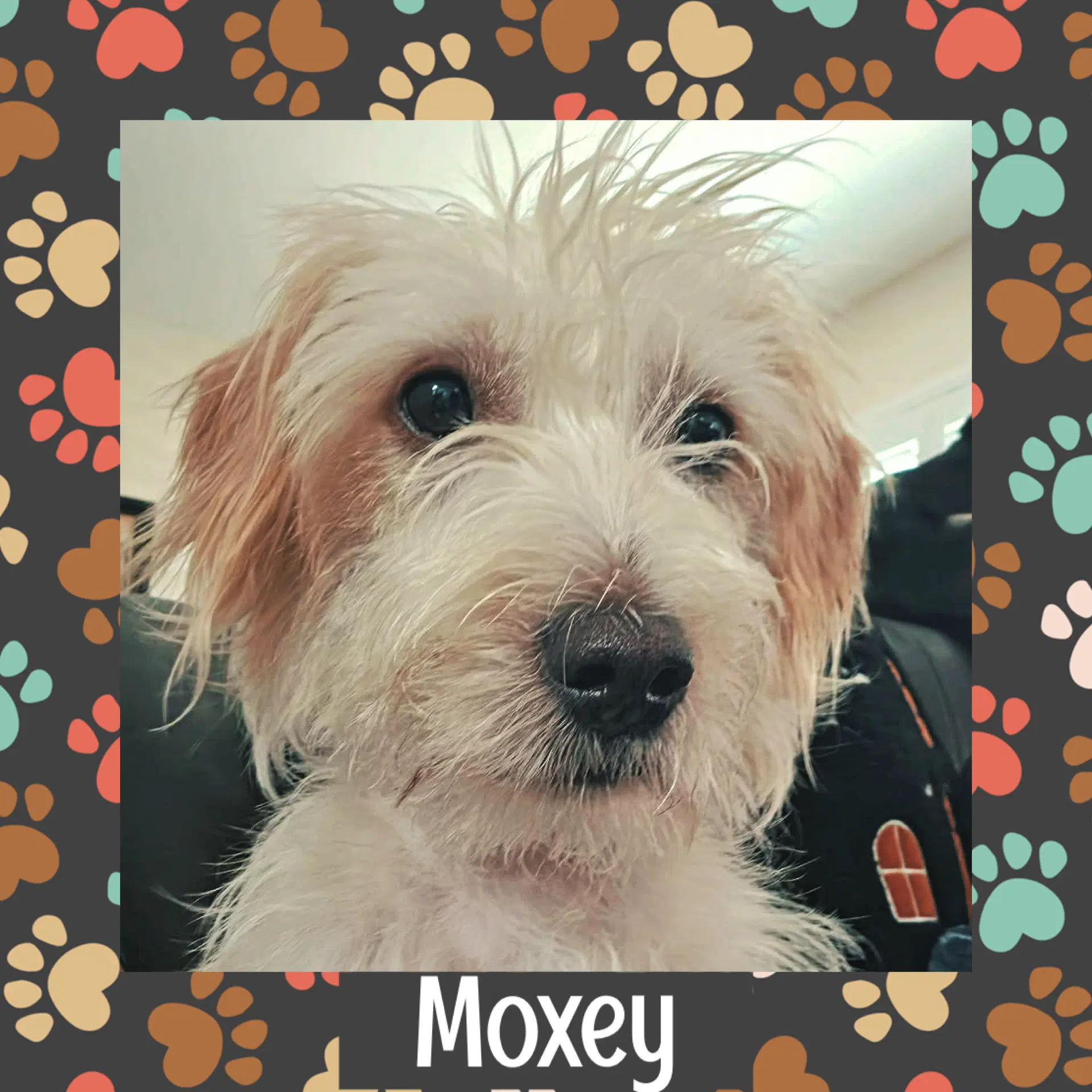 Moxey image 1