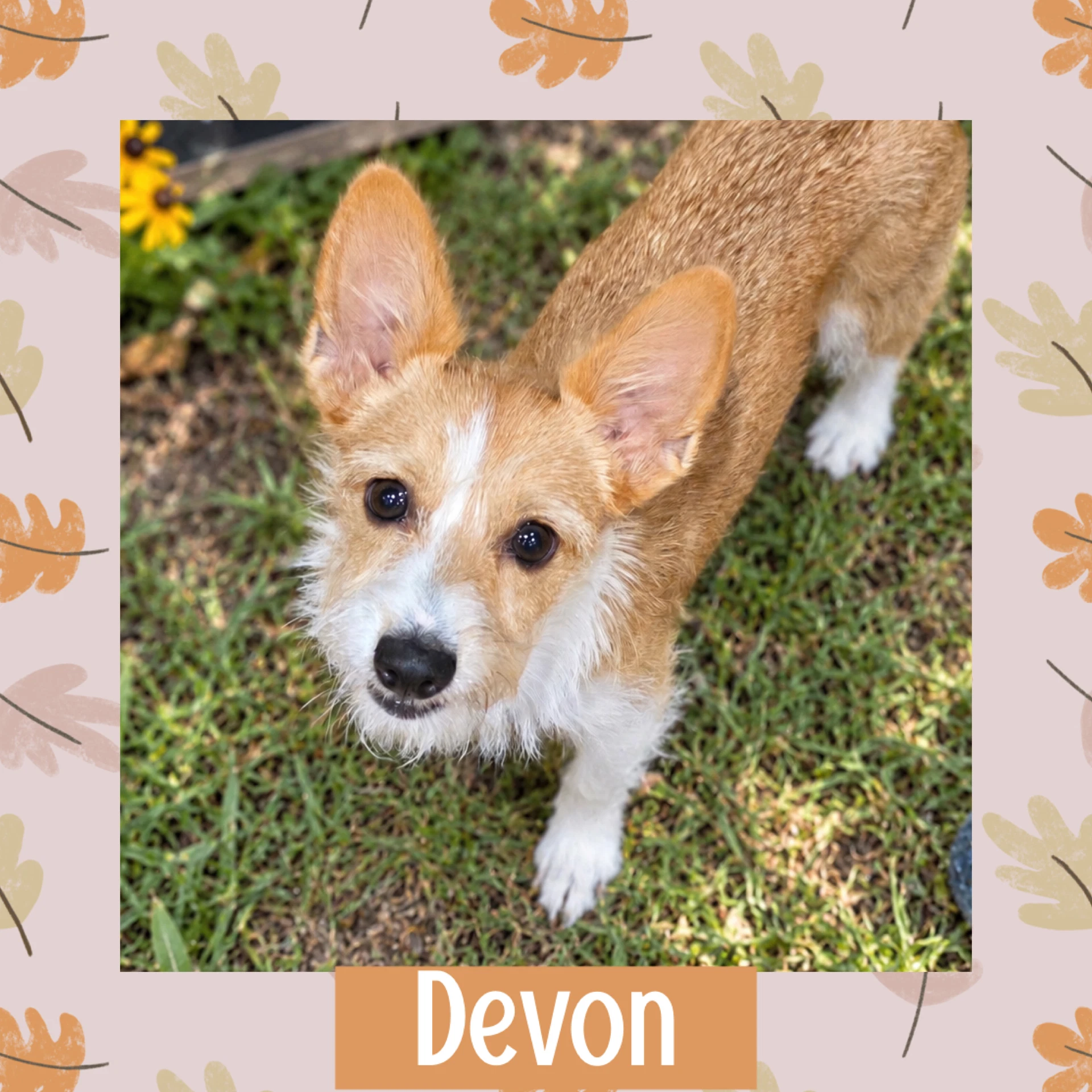 Devon