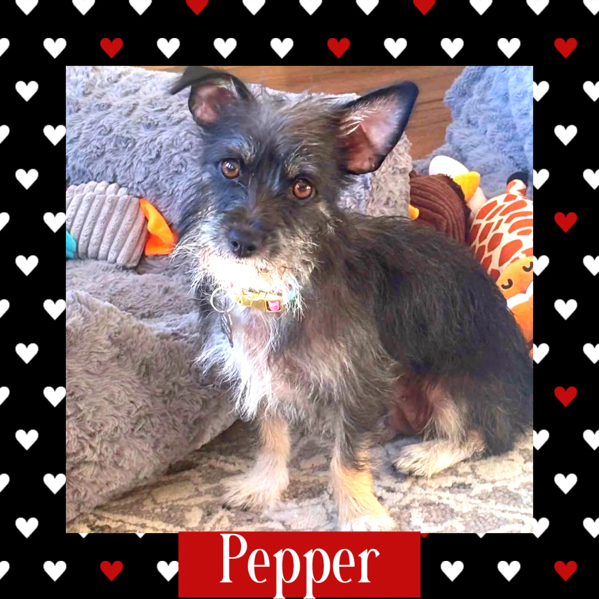 Pepper - Terrier